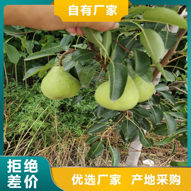 梨树蓝莓苗厂家货源稳定