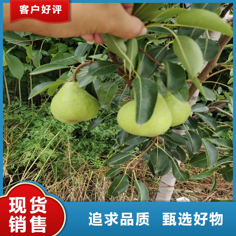 梨树,北美冬青匠心打造