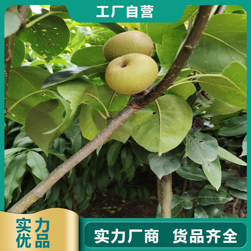 梨树蓝莓苗厂家货源稳定