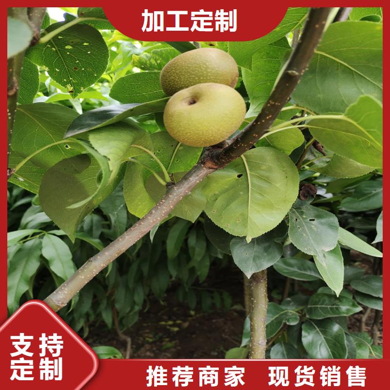 梨树-樱桃苗好品质选我们