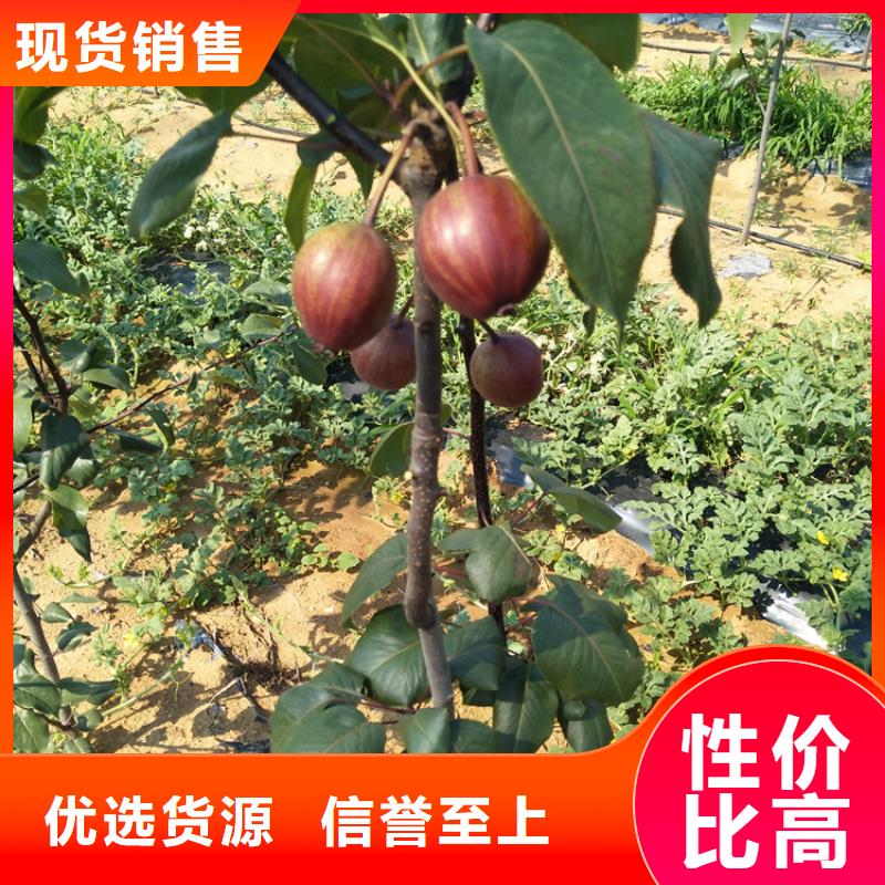 梨树苗视频-梨树苗(轩园)覆盖地域辽宁省沈阳市新民|沈北新|阜新|鞍山|营口|辽阳