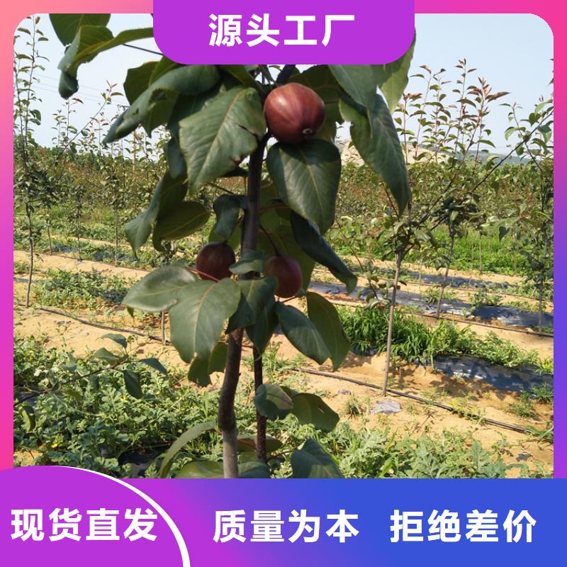 制造生产销售【梨树】_杏树苗专业生产制造厂-企业旺旺