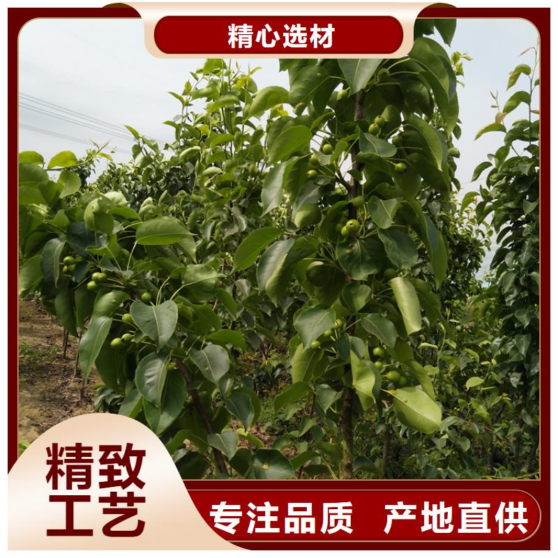 梨树苹果苗按需设计