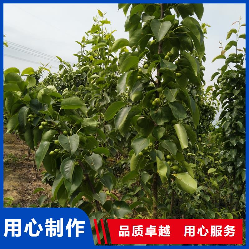 梨樹苗經濟效益