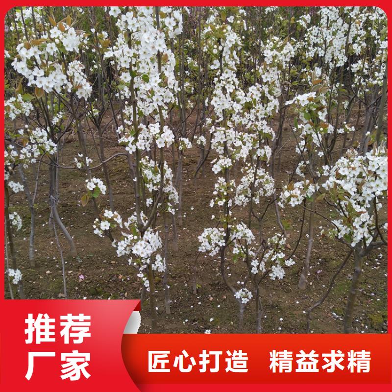 梨树苗-视频-梨树苗(轩园)覆盖地域广西省贺州市八步|钟山|防城港|北海|贵港|百色