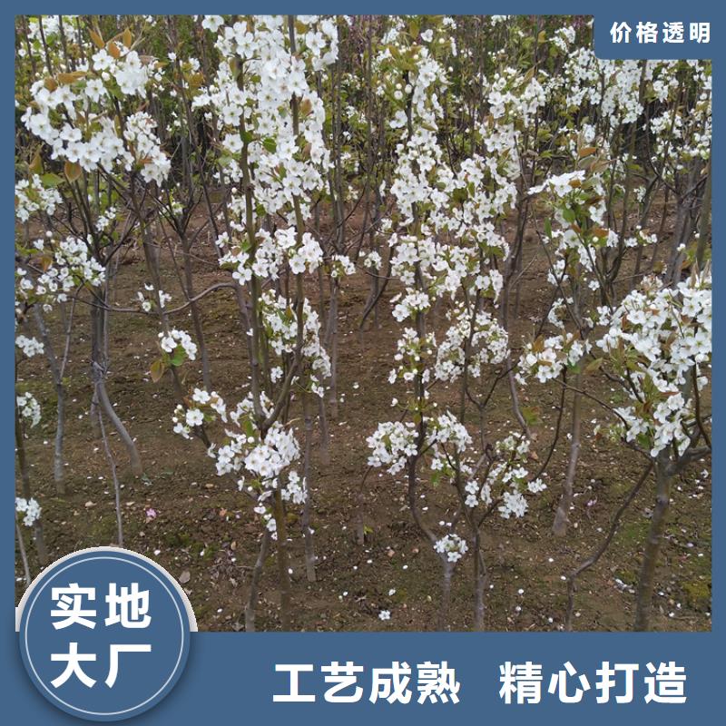 梨树-桃树苗优选好材铸造好品质