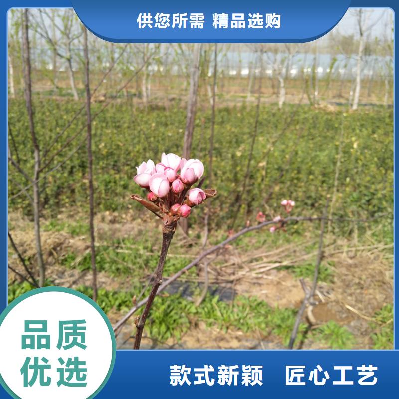 制造生产销售【梨树】_杏树苗专业生产制造厂-企业旺旺
