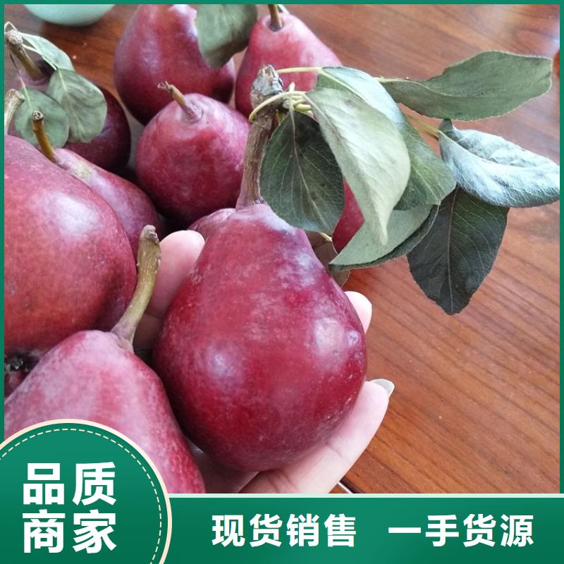 【梨树】樱桃苗一手货源源头厂家