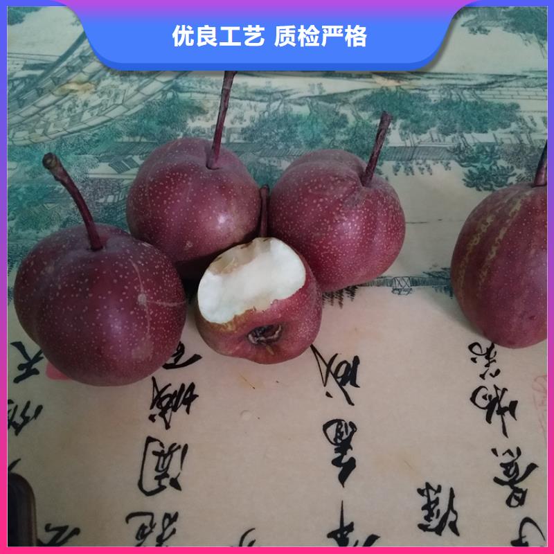 梨樹-櫻桃苗好品質(zhì)選我們