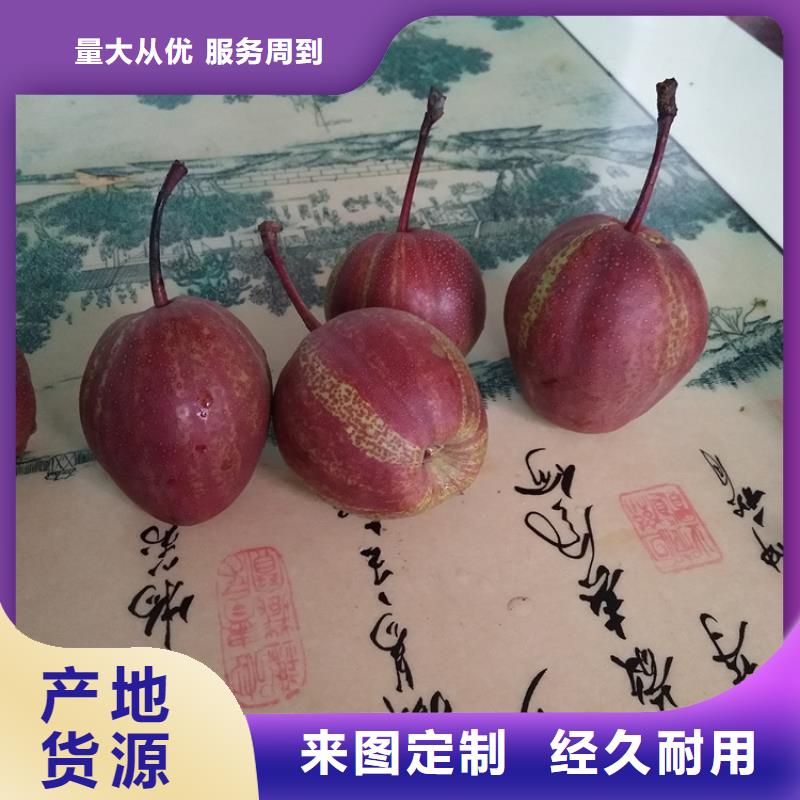 梨树-樱桃苗好品质选我们