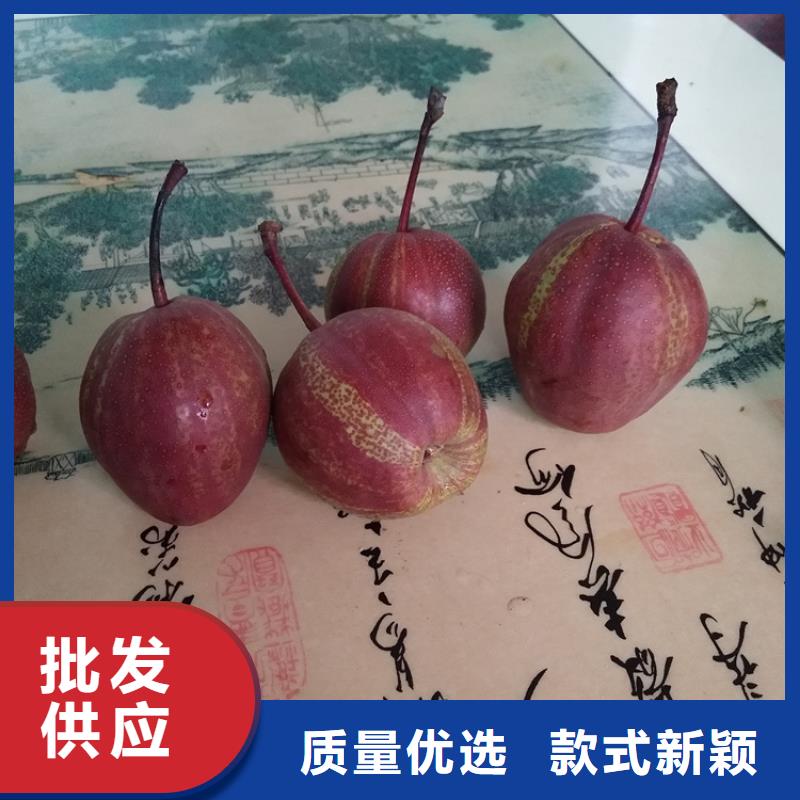 【梨树】_杏树苗专业生产制造厂轩园梨树苗