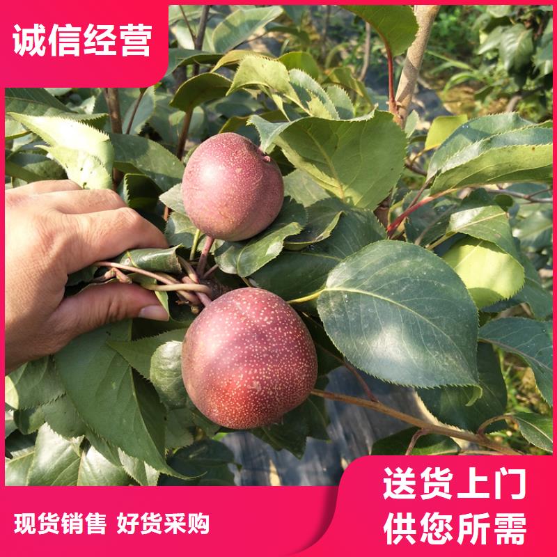 梨樹藍莓苗廠家貨源穩定