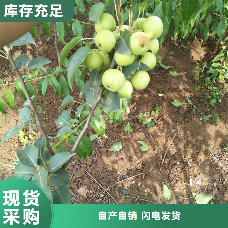 梨树【北美冬青】款式新颖