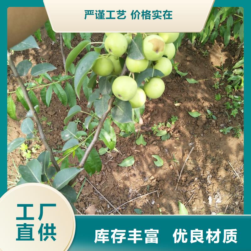 梨树-桃树苗优选好材铸造好品质