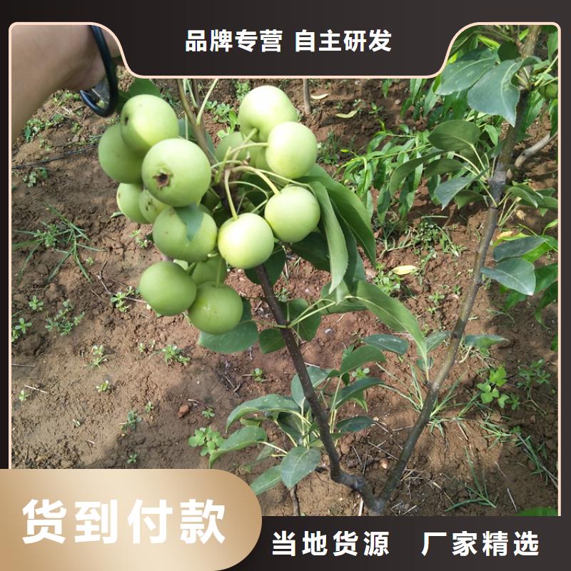 梨樹-櫻桃苗好品質選我們