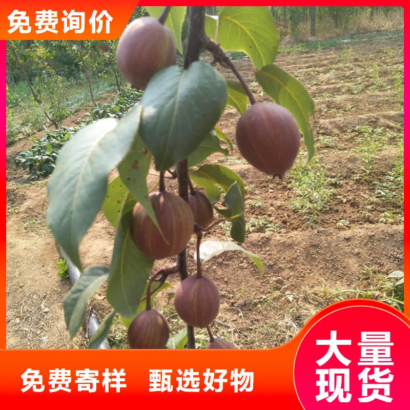 梨树苗视频-梨树苗(轩园)覆盖地域辽宁省沈阳市新民|沈北新|阜新|鞍山|营口|辽阳