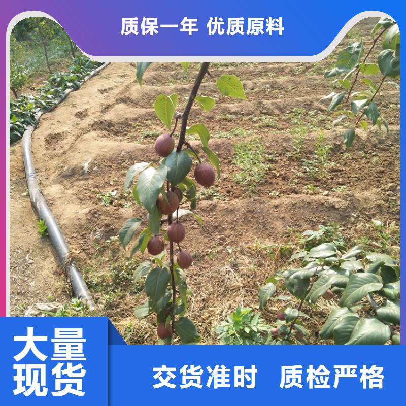 |白银|天水|庆阳|陇南|武威|临夏轩园梨树【北美冬青】款式新颖