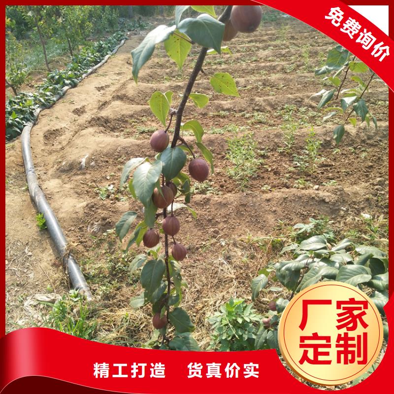 梨樹(shù),櫻桃苗商家