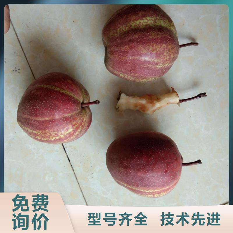 梨树-桃树苗优选好材铸造好品质