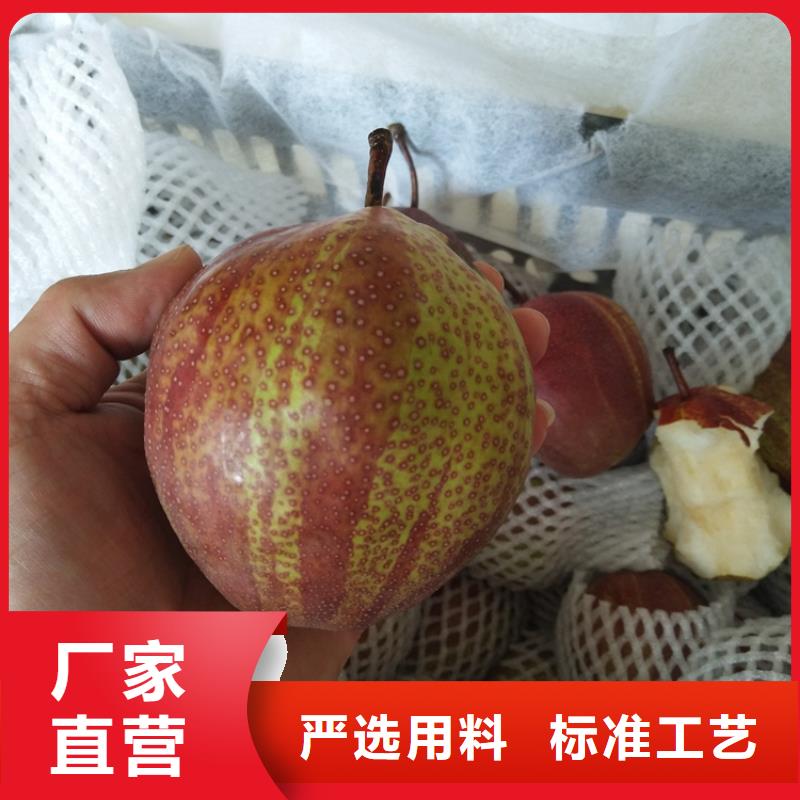 |白银|天水|庆阳|陇南|武威|临夏轩园梨树【北美冬青】款式新颖