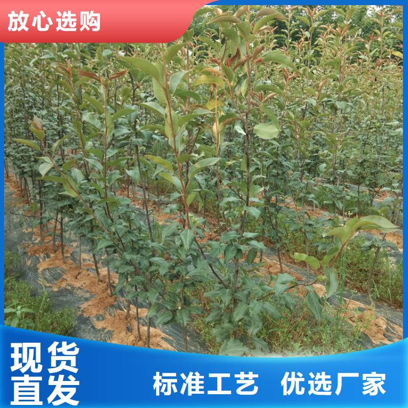 梨树-桃树苗优选好材铸造好品质