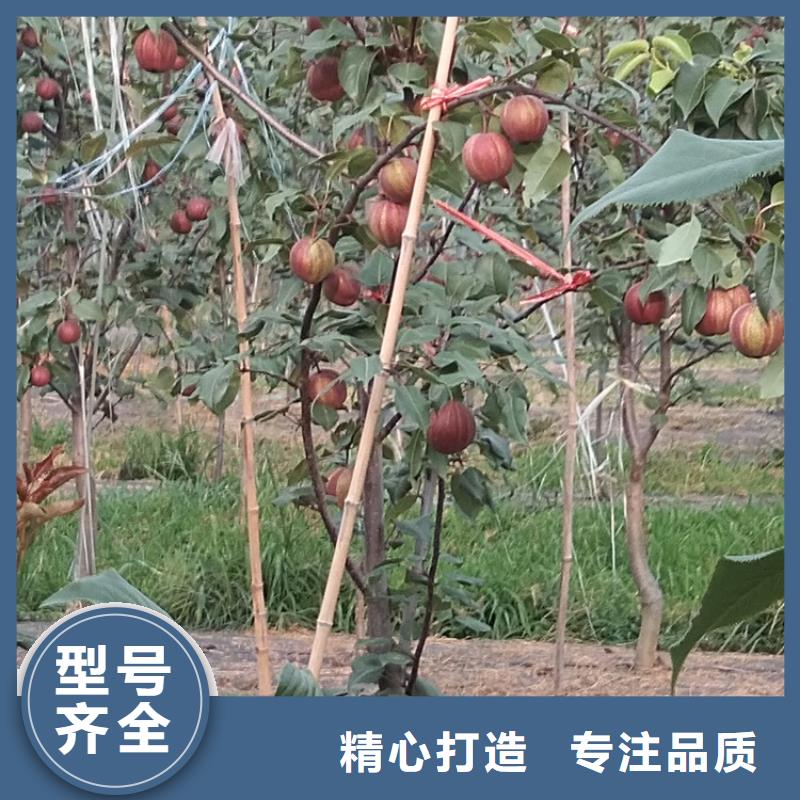 梨樹3公分軟籽石榴苗品質之選