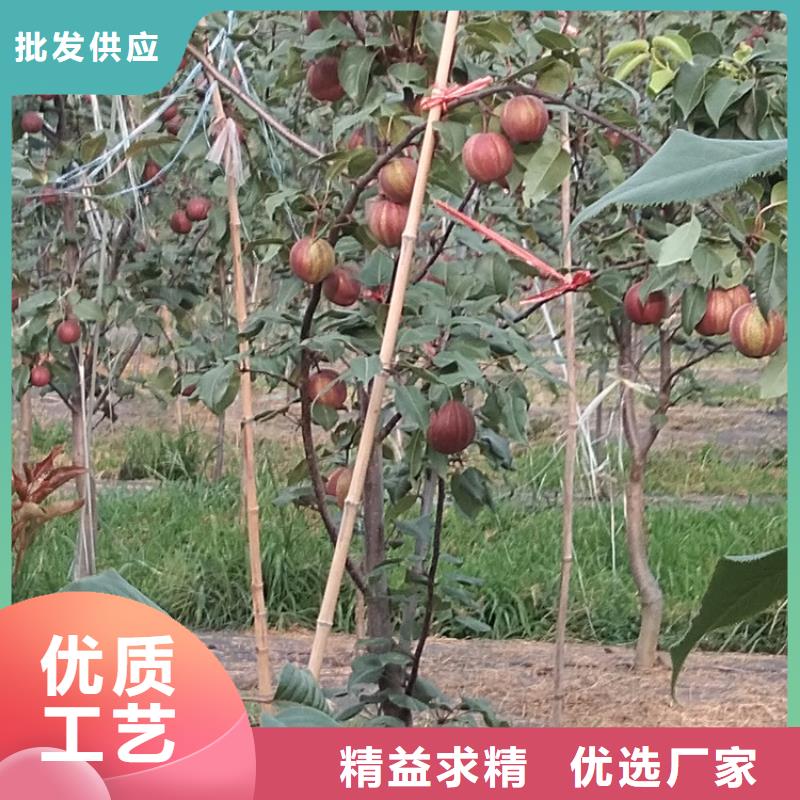 梨树苗视频-梨树苗|贺州市|昭平|钟山|贵港|来宾|北海|河池|百色|南宁
