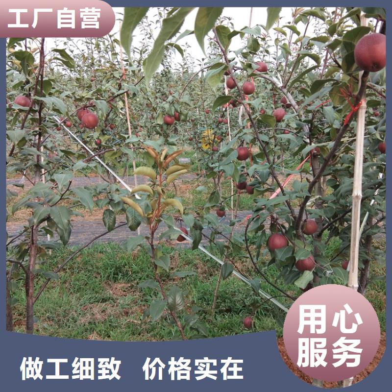 梨树苹果苗采购