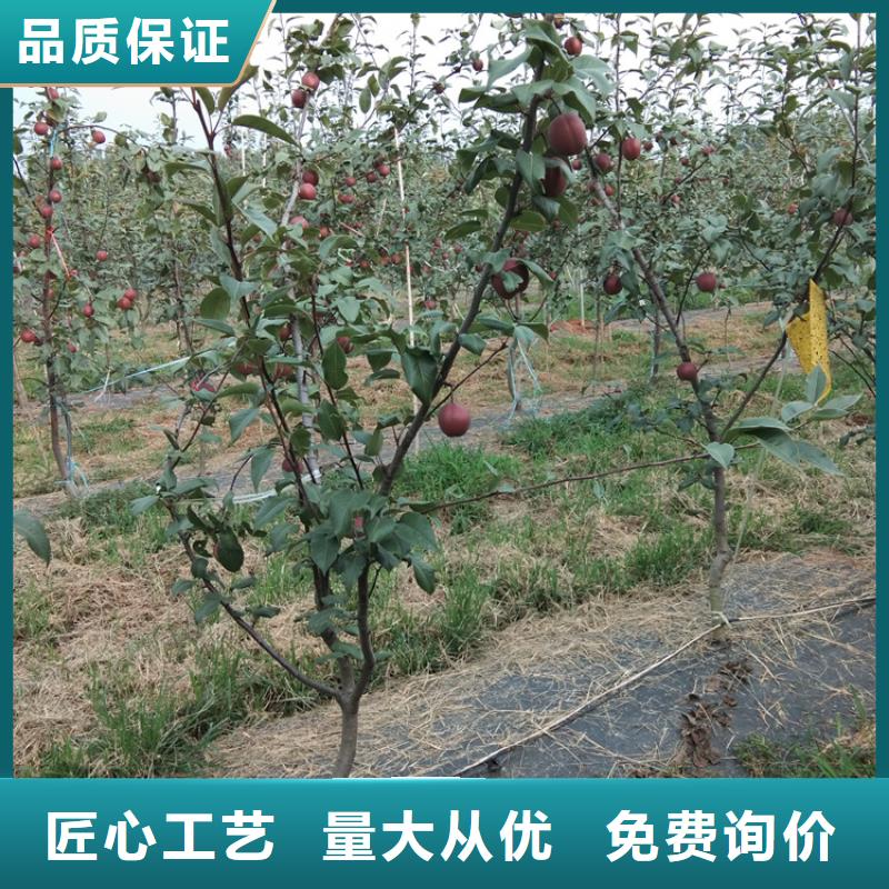 梨树-樱桃苗好品质选我们