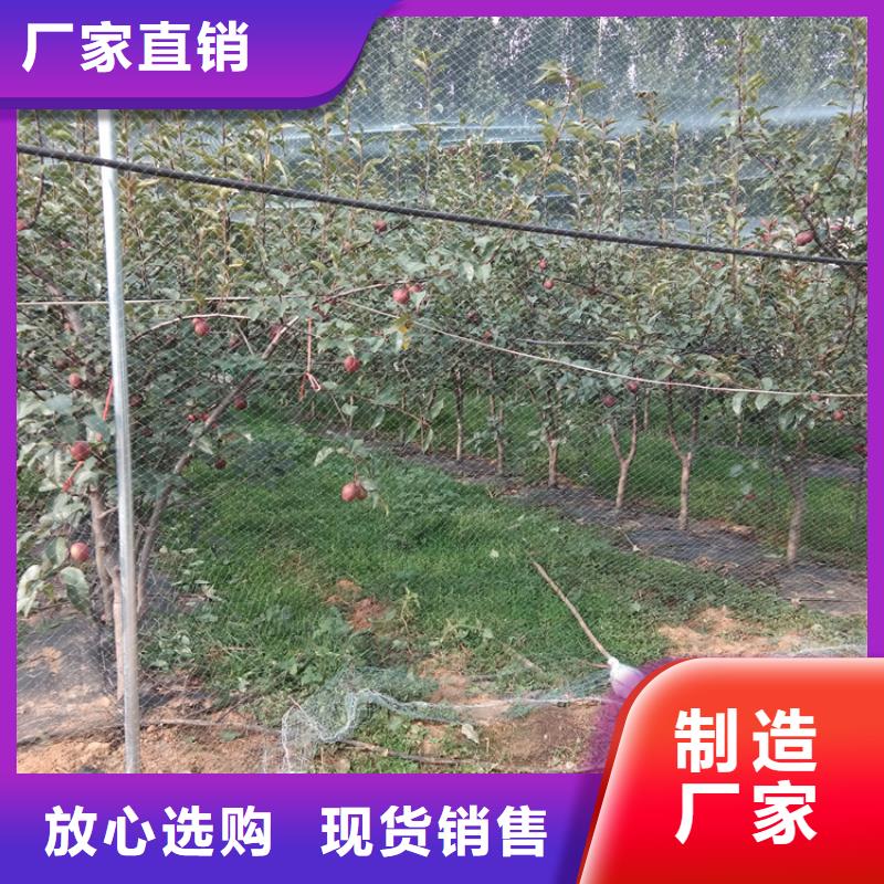 梨树苗视频-梨树苗(轩园)覆盖地域辽宁省沈阳市新民|沈北新|阜新|鞍山|营口|辽阳