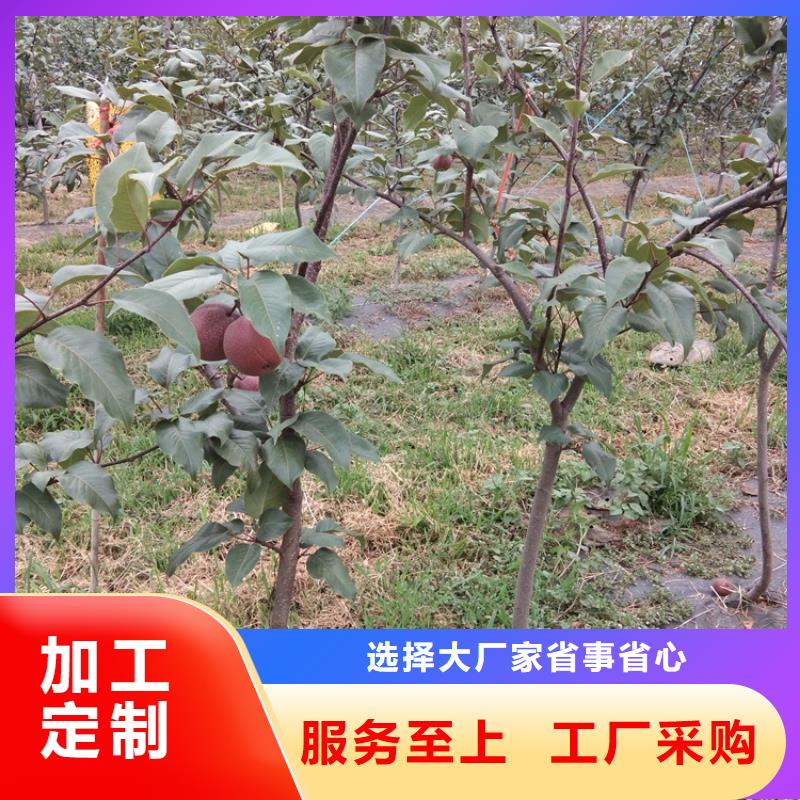 【梨树】_杏树苗专业生产制造厂轩园梨树苗