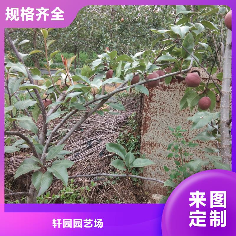 梨树苗-视频-梨树苗(轩园)覆盖地域广西省贺州市八步|钟山|防城港|北海|贵港|百色