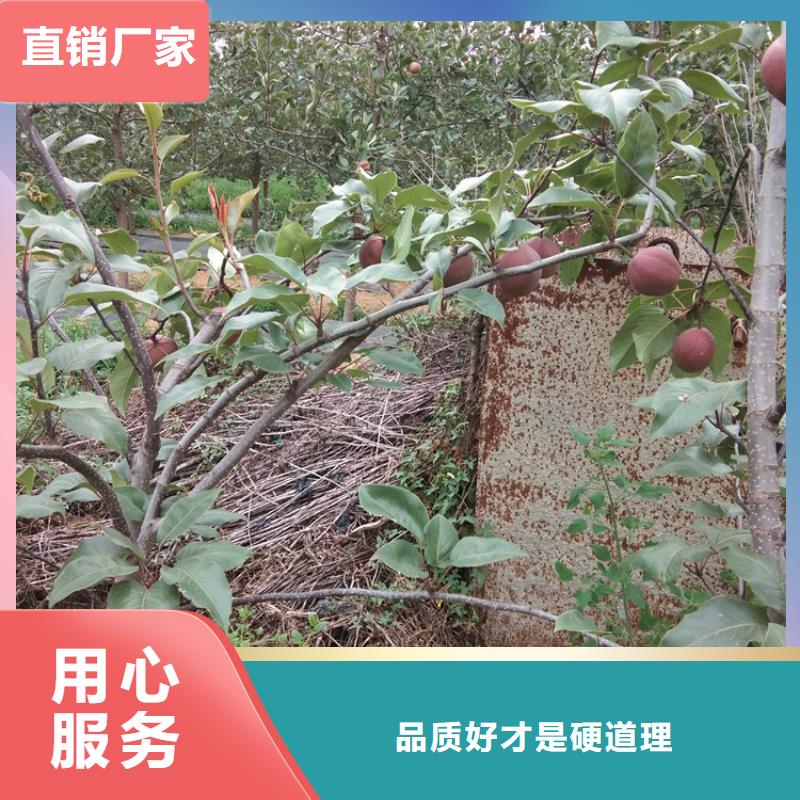 梨樹(shù),櫻桃苗商家
