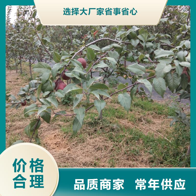 梨树苹果苗采购