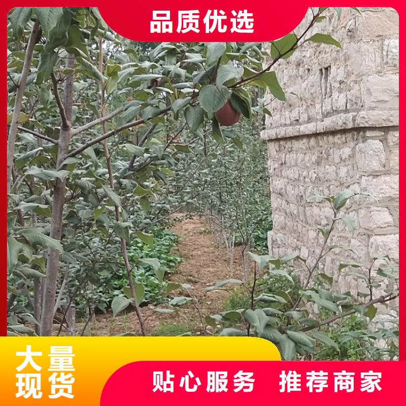 制造生产销售【梨树】_杏树苗专业生产制造厂-企业旺旺