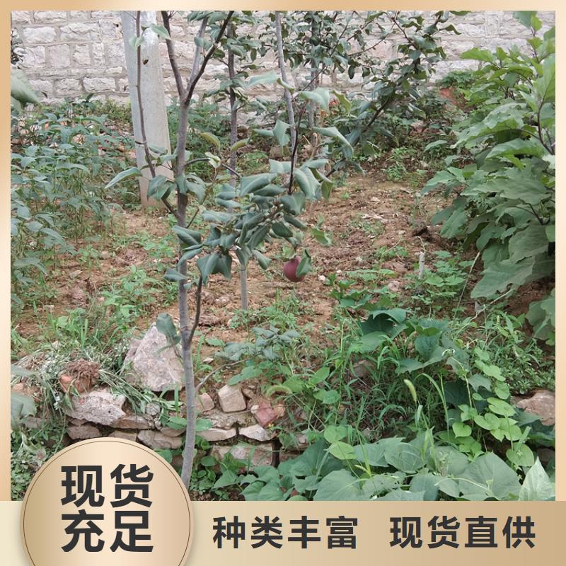 梨树苗视频-梨树苗(轩园)覆盖地域辽宁省沈阳市新民|沈北新|阜新|鞍山|营口|辽阳