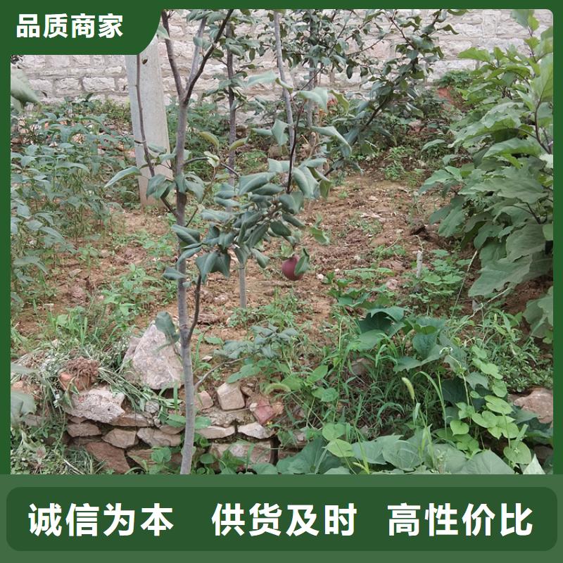 彩虹梨树苗基地