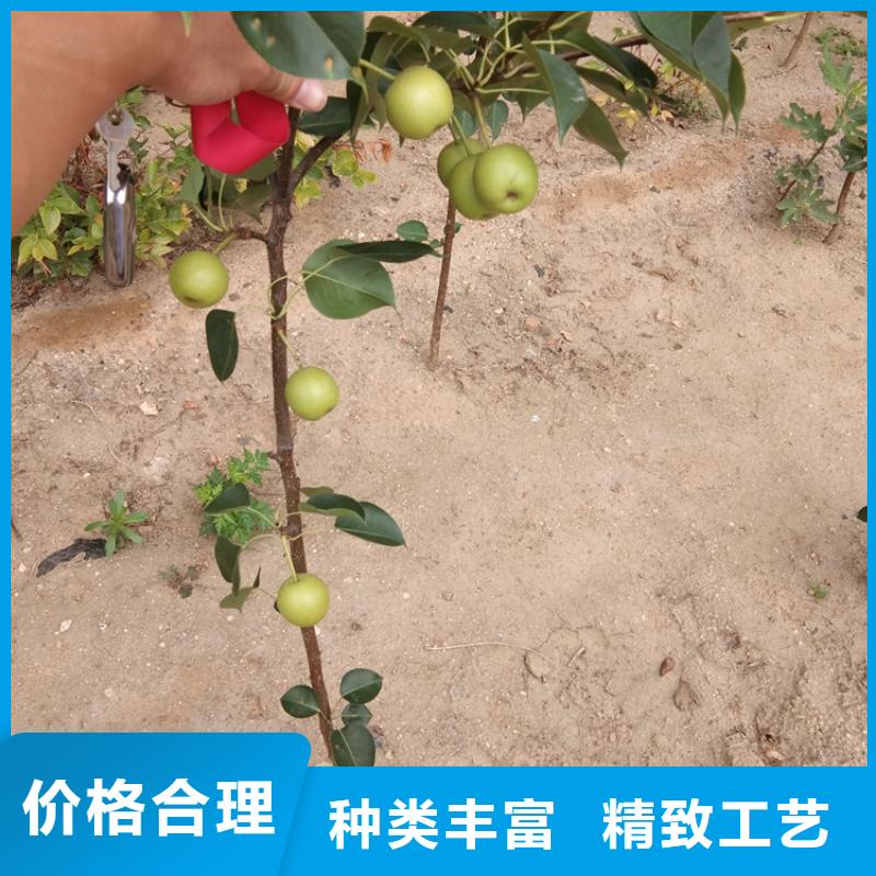 【梨树】_杏树苗专业生产制造厂轩园梨树苗