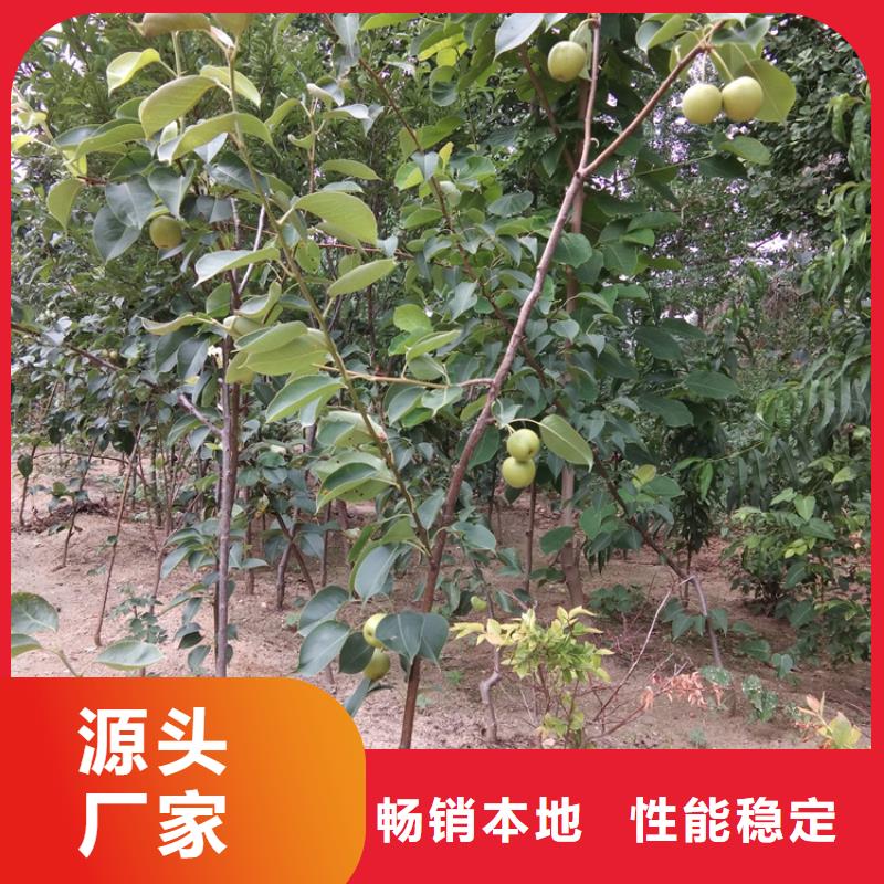 梨树苗视频-梨树苗|贺州市|昭平|钟山|贵港|来宾|北海|河池|百色|南宁