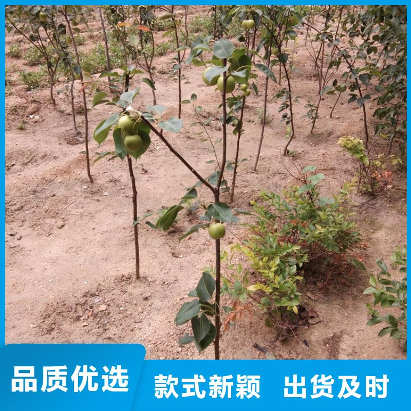 梨树【北美冬青】款式新颖
