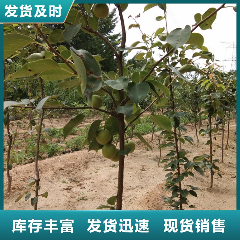 梨树-桃树苗优选好材铸造好品质