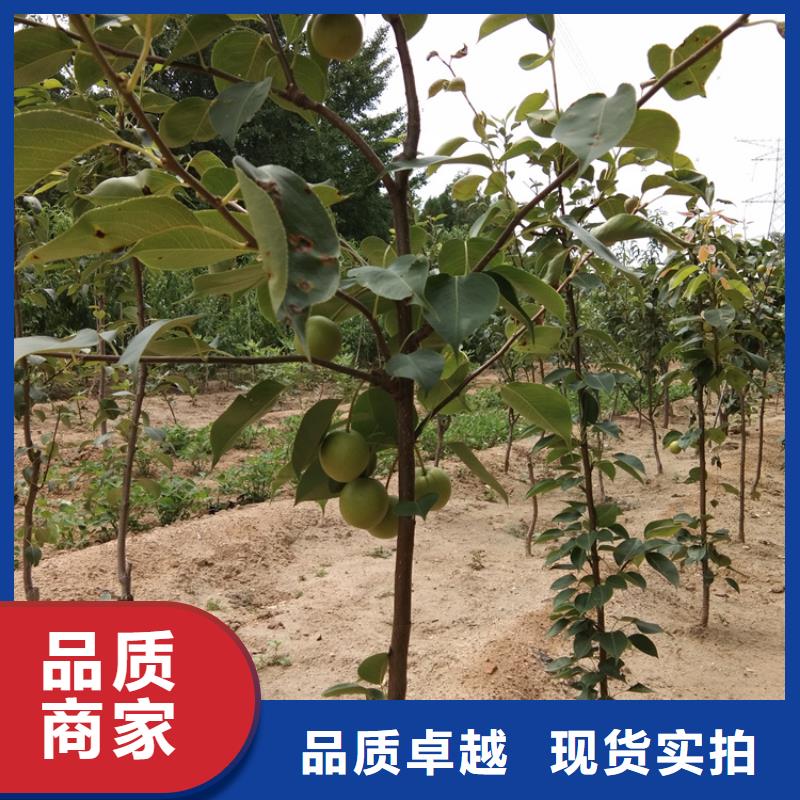 秋月梨樹苗適合種植地區