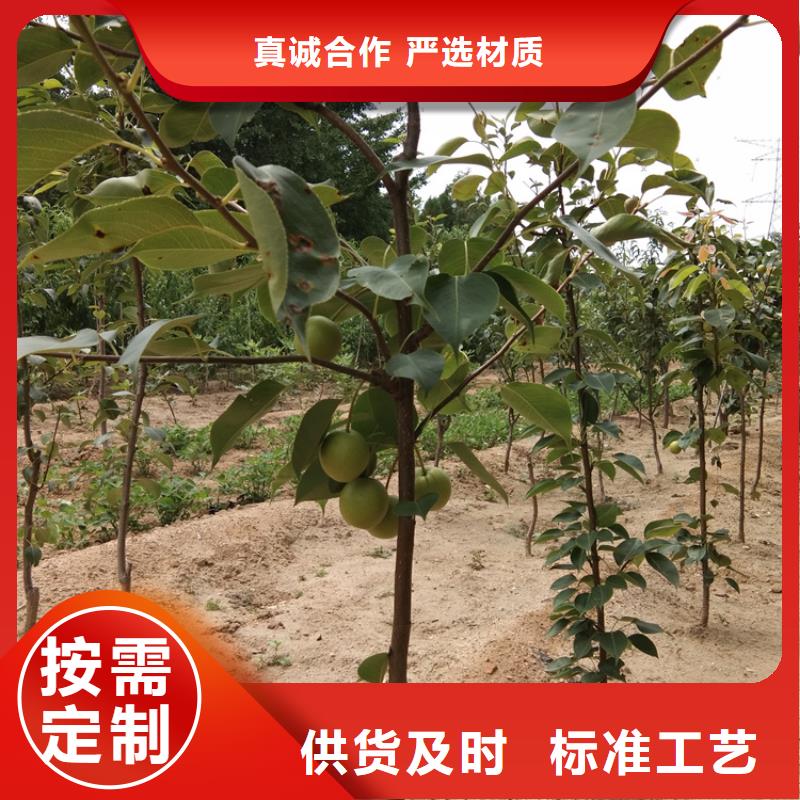 |白银|天水|庆阳|陇南|武威|临夏轩园梨树【北美冬青】款式新颖