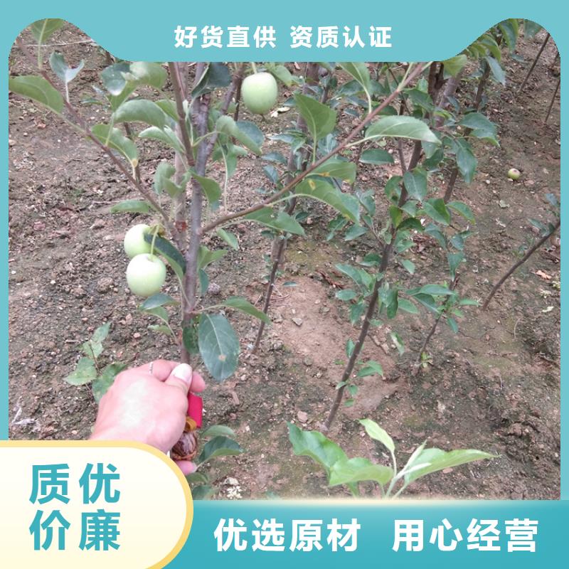 【梨树】蓝莓苗厂家工艺先进