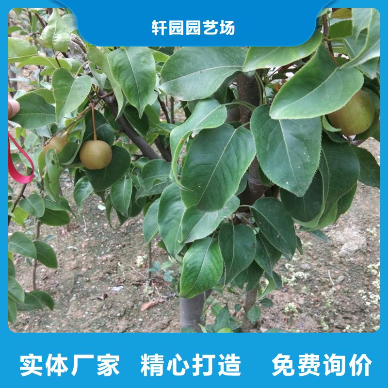 梨树-樱桃苗好品质选我们
