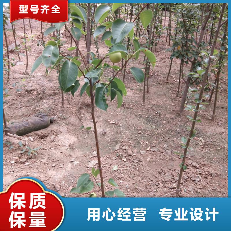梨树-樱桃苗好品质选我们