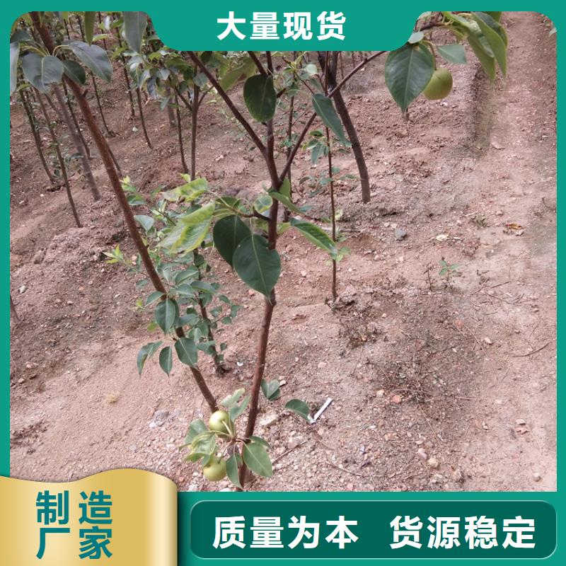 梨樹藍莓苗廠家貨源穩定