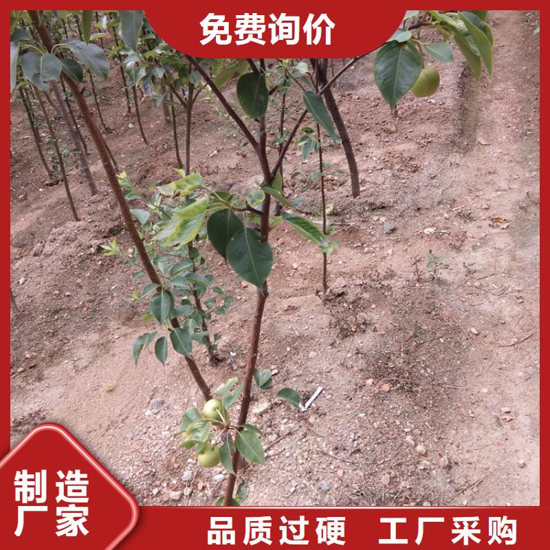 梨树-桃树苗优选好材铸造好品质