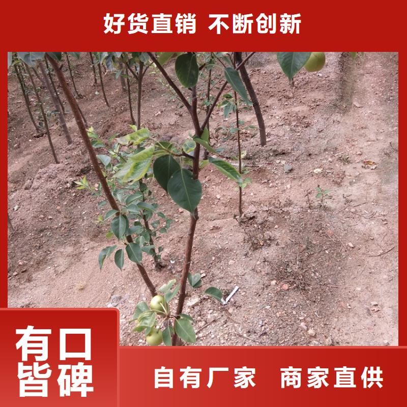 梨树-樱桃苗好品质选我们