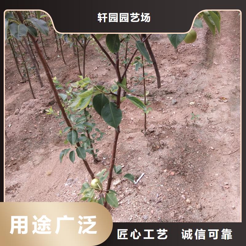梨树苹果苗按需设计